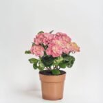 Hortensja różowa 3 pędów