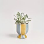 Sukulenty mix w ceramice