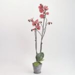 Phalaenopsis 2 pędów. mix