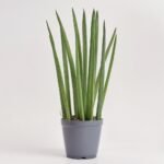 Sansewieria Cylindrica Mikado