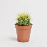 Echinocactus Rainbow
