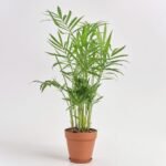 Chamedora Elegans