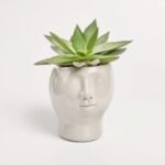 Echeveria mix w ceramice