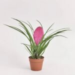 Tillandsia Anita w ceramice