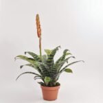 Vriesea Era