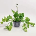 Epipremnum Hen