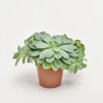 Echeveria Elegans
