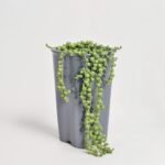 Senecio Rowleyanus
