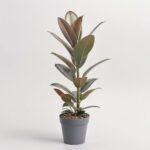 Fikus el. Melanie 1szt.