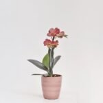 Phalaenopsis mini w ceramice 2 pędów