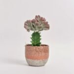 Euforbia Cristata mix w ceramice