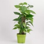 Epipremnum Moss Pole wiszący