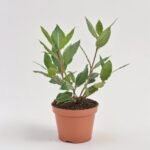 Laurus Nobilis