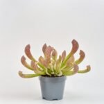 Sarracenia