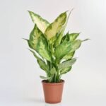 Diffenbachia Camilla