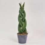 Sansewieria Cylindrica Twist
