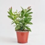 Mandevilla Rio Red