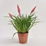 Vriesea Astrid