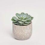 Echeveria mix w ceramice