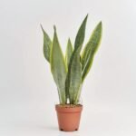 Sansewieria Laurentii
