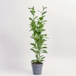 Fikus Microcarpa Moclame