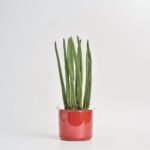 Sansewieria Cylindrica "Spaghetti" w ceramice