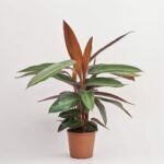 Calathea mix