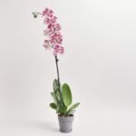 Phalaenopsis 1 pęd. mix