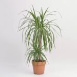 Dracena Marginata 2 pędy.