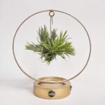 Tillandsia Ring z podświetleniem