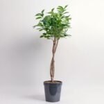 Fikus Microcarpa  szczepiony