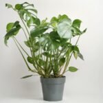 Monstera Deliciosa