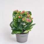 Kalanchoe mix