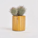 Kaktus mix w ceramice