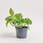 Epipremnum Aureum