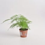 Asparagus Setaceus