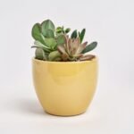 Sukulenty mix  doniczce  w ceramice