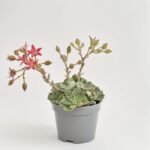 Graptopetalum Bellum