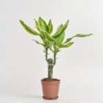 Dracena  Golden Queen 1 pęd