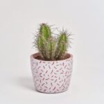 Kaktus mix w ceramice