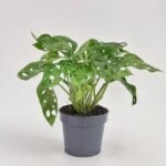 Monstera Monkey Leaf