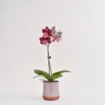 Phalaenopsis mini w ceramice 1 pęd