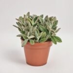Kalanchoe Tomentosa Aida
