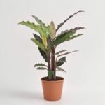 Calathea Ruf Wave Star