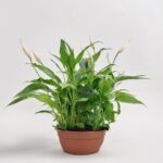 Skrzydłokwiat Chopin