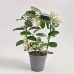 Stephanotis 8-10 pędów