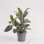 Fikus el.Melani 1 pęd