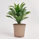 Dracena mix 1 pęd