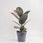 Fikus Abidjan 1 pęd