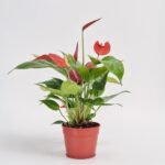 Anturium Lili Red